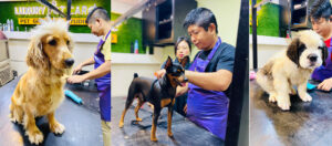 pet care in kayamkulam